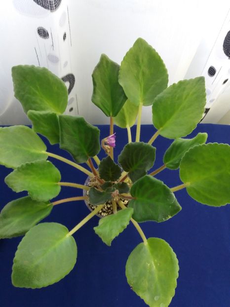 2 dec - ZZ AE Fly To The Moon