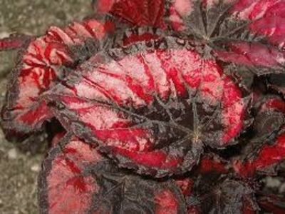 begonia red kiss - SPECIA Begonia Rex