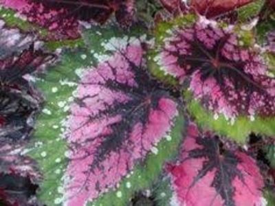 begonia acclamation - SPECIA Begonia Rex