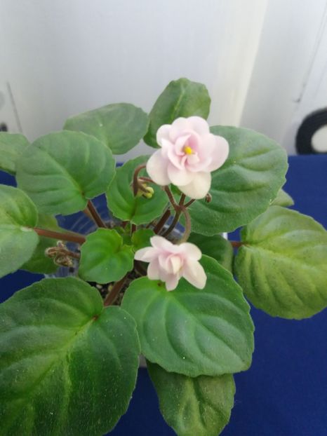 2 dec - Rob s Vanilla trail