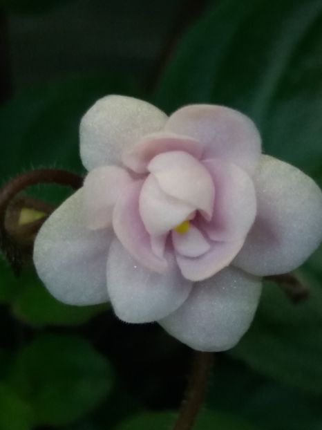 2 dec - Rob s Vanilla trail