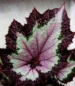 begonia acclamation - SPECIA Begonia Rex