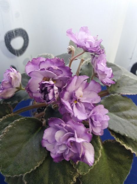 2 dec - ZZ Buckeye Blushing