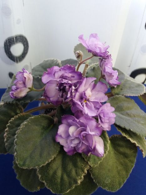 2 dec - ZZ Buckeye Blushing