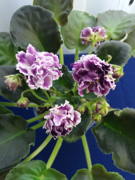 2 dec - ZZ LE Aisedora