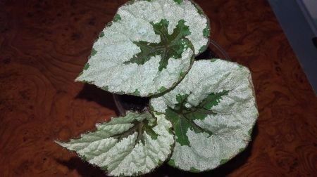 begonia crednerii - SPECIA Begonia Rex