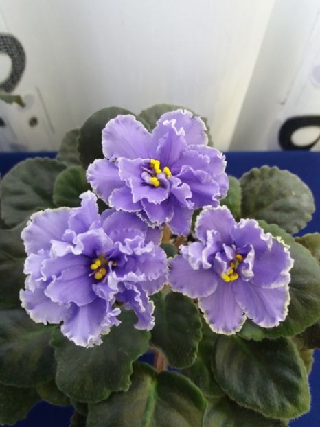 2 dec - ZZ Ruffled Skies