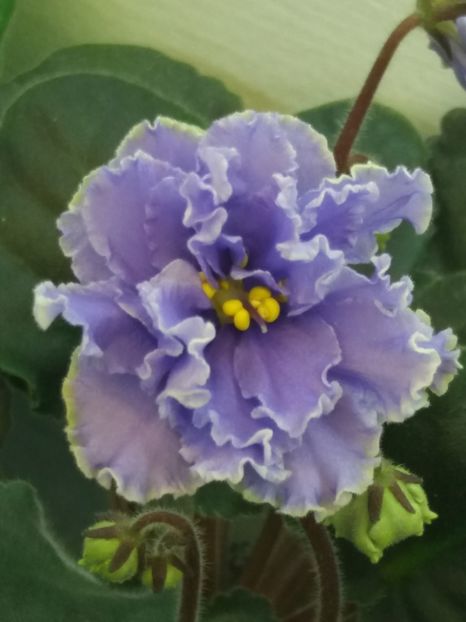 2 dec - ZZ Ruffled Skies