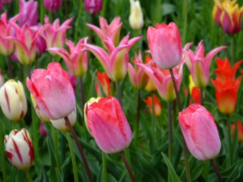  - 2017_04_Aprilie II