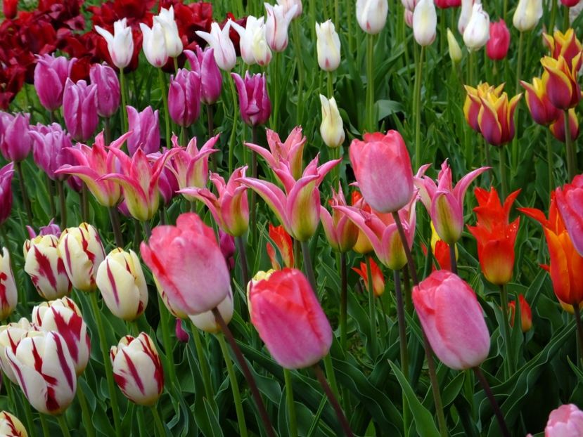  - 2017_04_Aprilie II