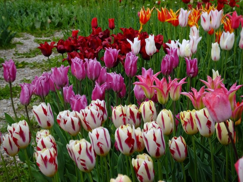  - 2017_04_Aprilie II