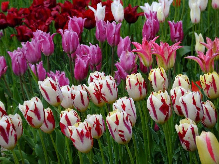  - 2017_04_Aprilie II