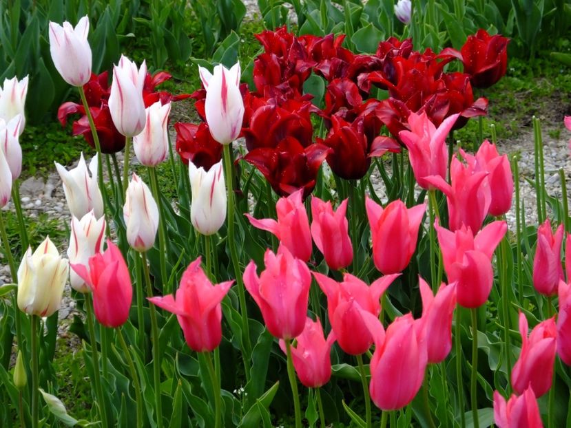  - 2017_04_Aprilie II