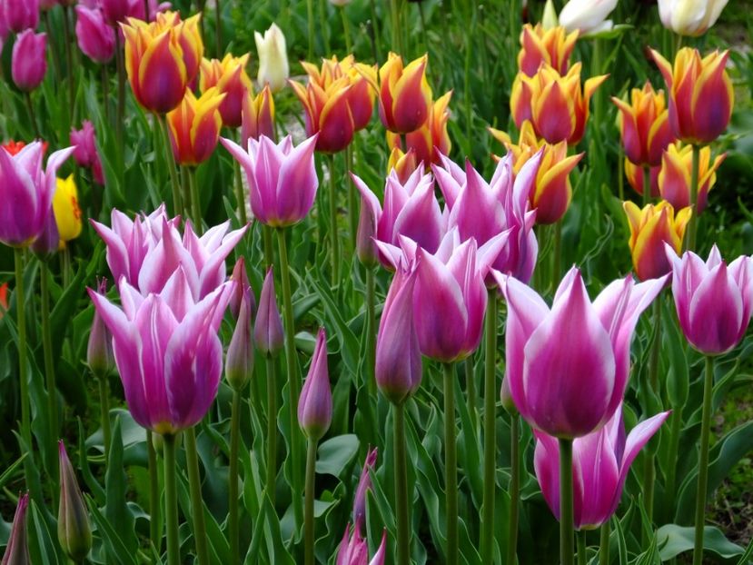  - 2017_04_Aprilie II