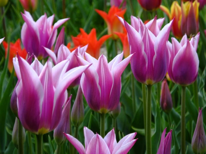  - 2017_04_Aprilie II