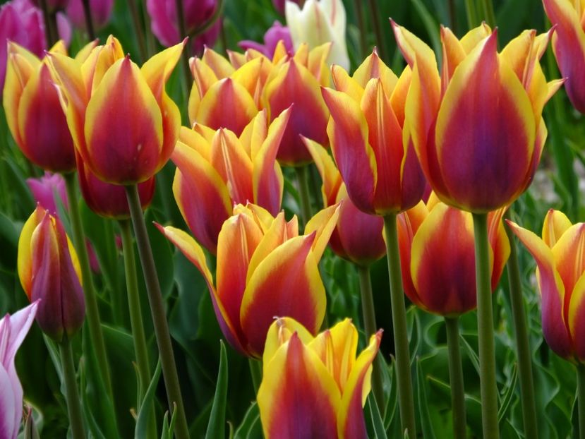  - 2017_04_Aprilie II