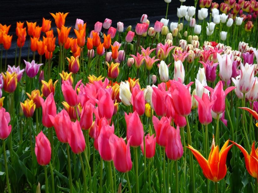  - 2017_04_Aprilie II