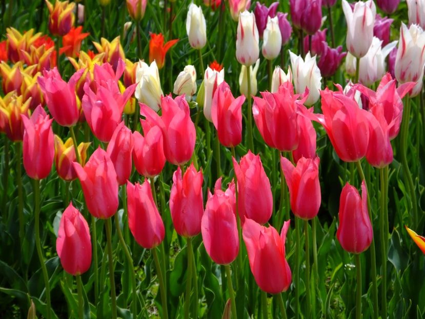  - 2017_04_Aprilie II