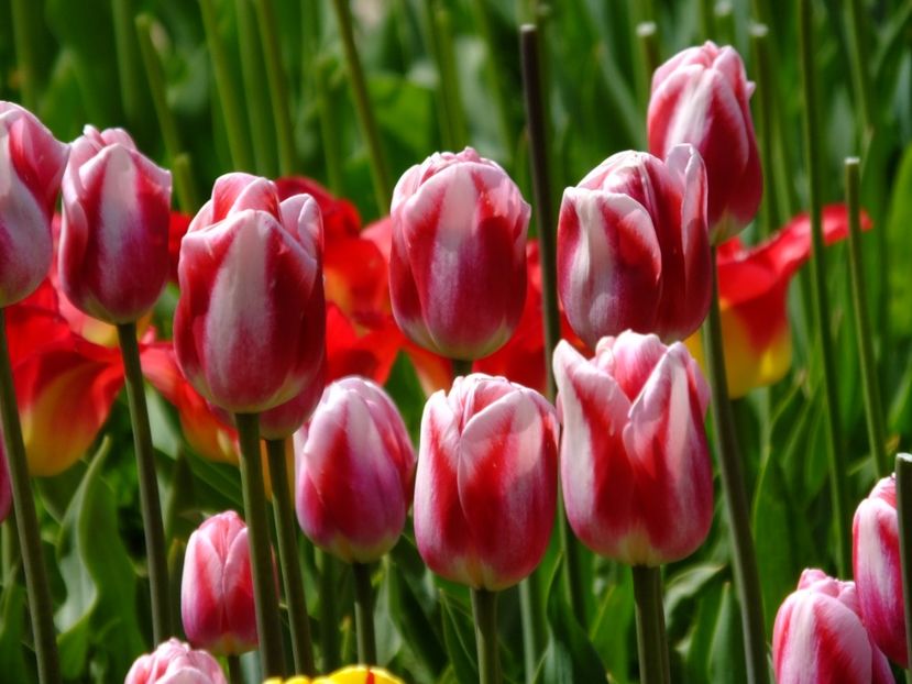  - 2017_04_Aprilie II