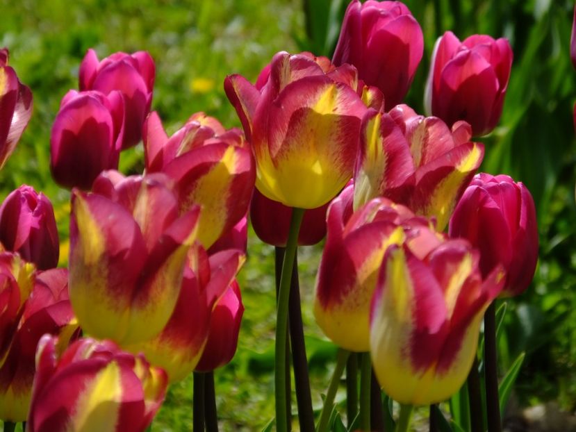  - 2017_04_Aprilie II