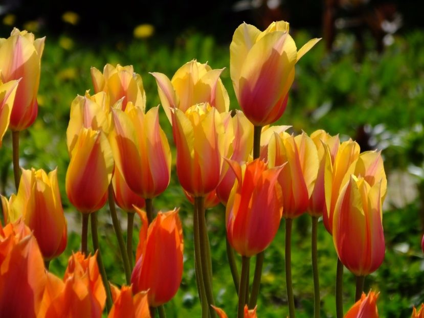  - 2017_04_Aprilie II