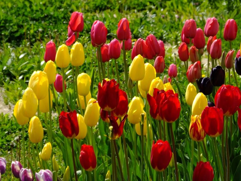  - 2017_04_Aprilie II