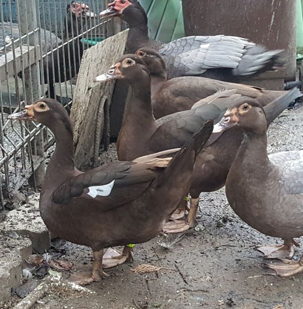 Lot 2017 - Bomboane asortate 2017