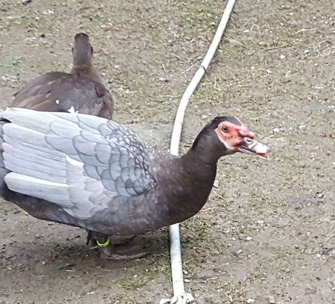  - Bomboane asortate 2017