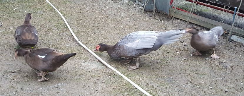  - Bomboane asortate 2017