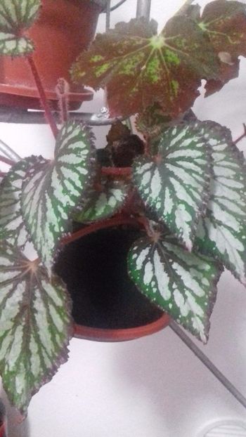 begonia rex - SPECIA Begonia Rex