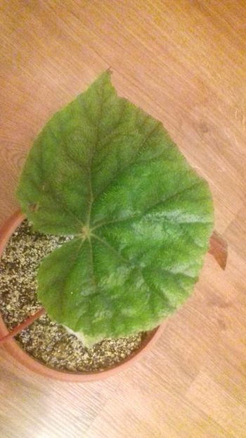 begonia margaritae - SPECIA Begonia Margaritae