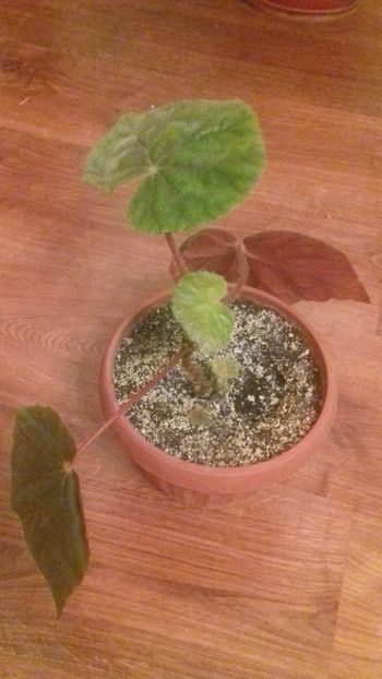 begonia margaritae - GENUL Begonia