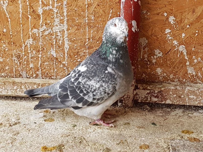 Mascul 2016 - amintiri