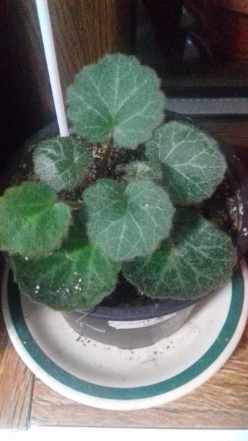 begonia strawberry - SPECIA Begonia Strawberry