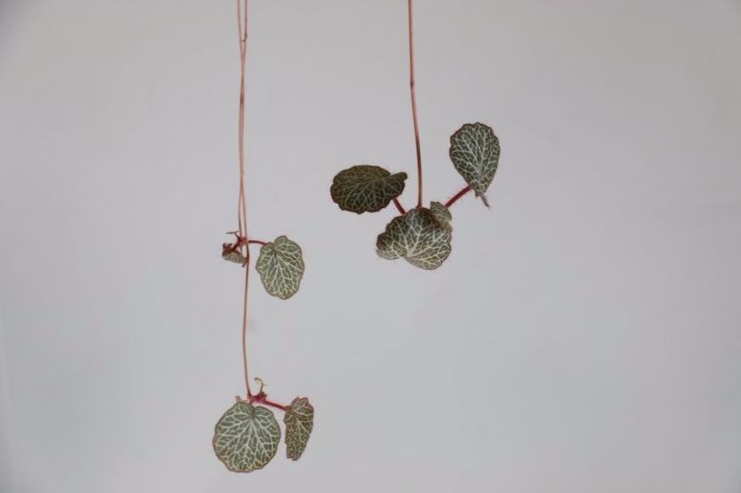 begonia strawberry - SPECIA Begonia Strawberry