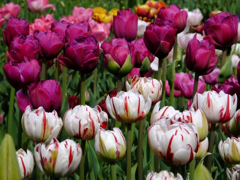  - 2017_04_Aprilie II