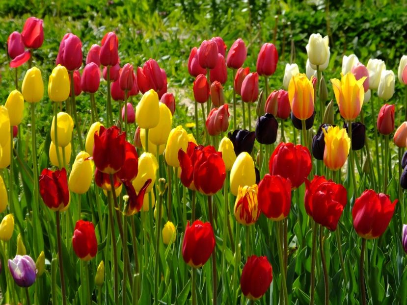  - 2017_04_Aprilie II