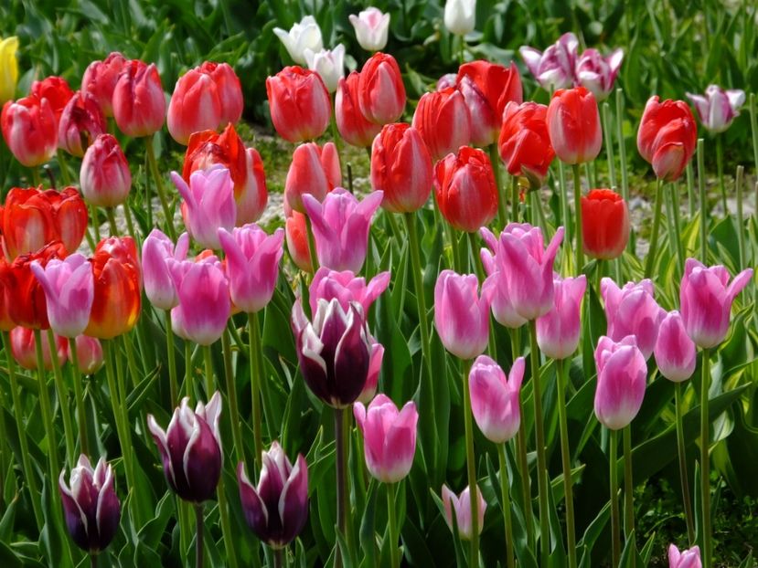  - 2017_04_Aprilie II