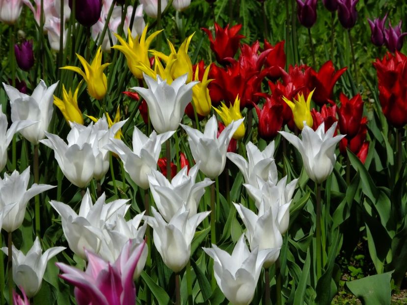  - 2017_04_Aprilie II