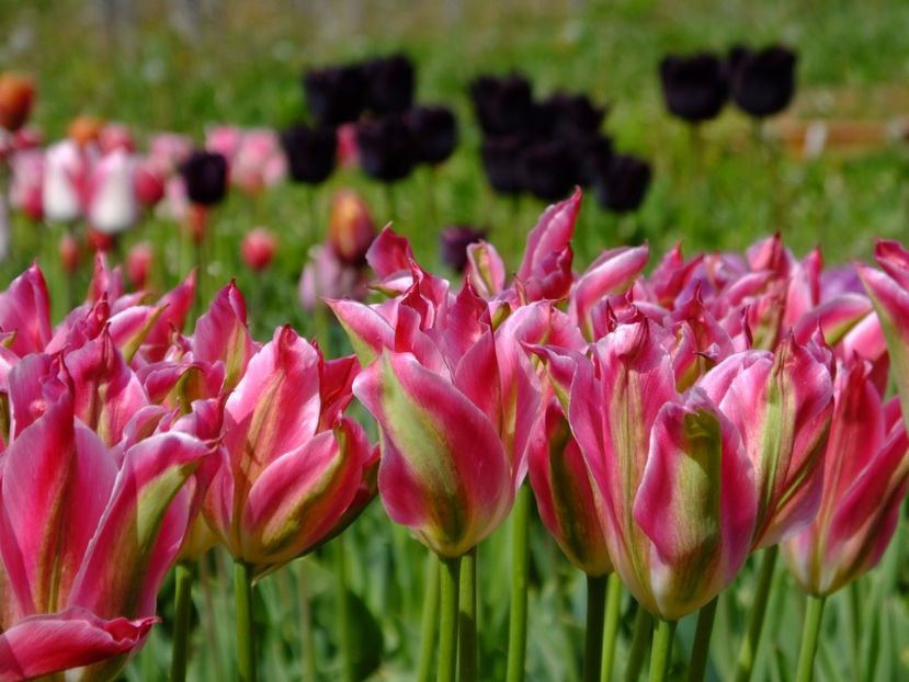  - 2017_04_Aprilie II