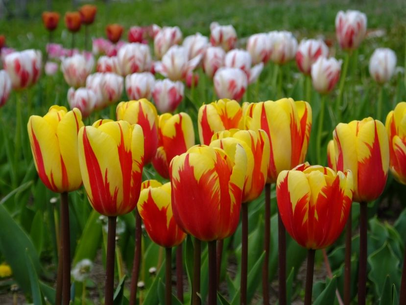  - 2017_04_Aprilie II