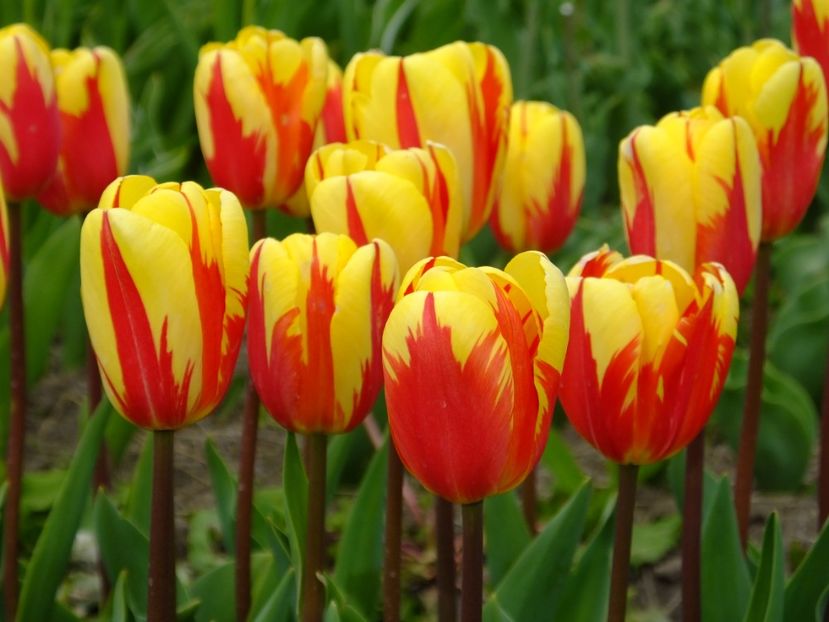  - 2017_04_Aprilie II