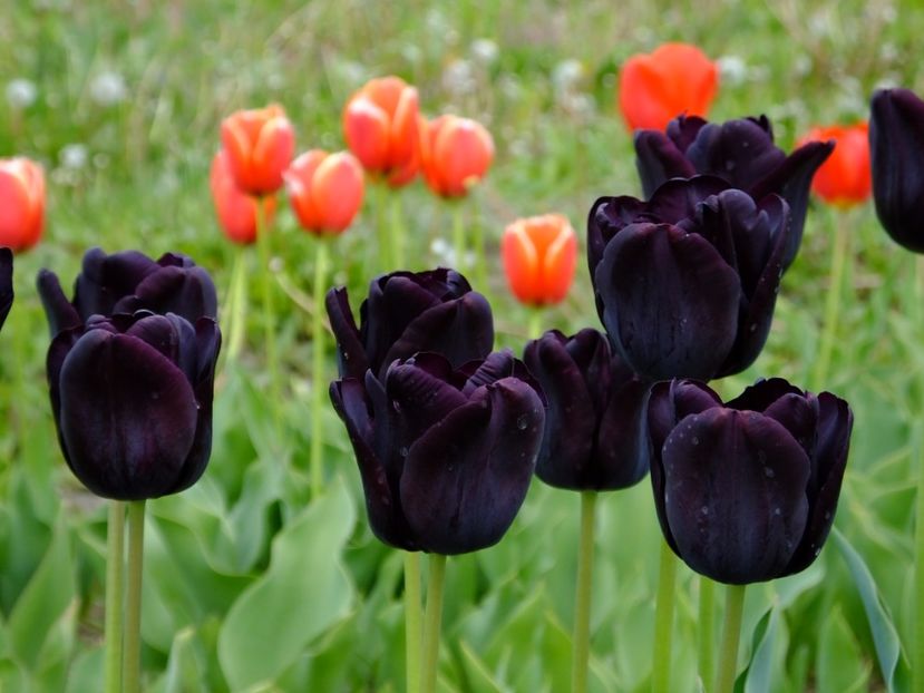  - 2017_04_Aprilie II