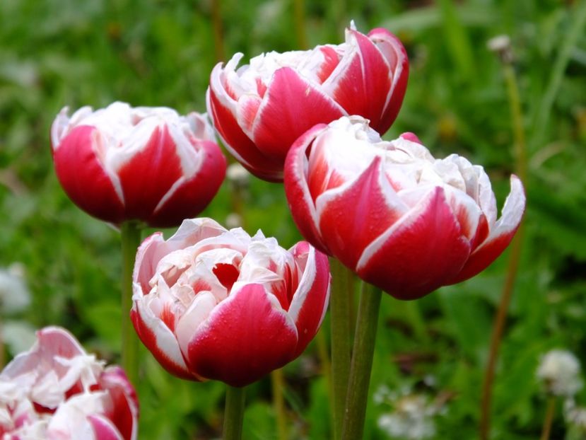  - 2017_04_Aprilie II