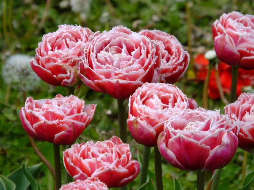  - 2017_04_Aprilie II