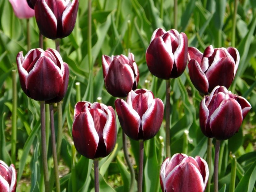  - 2017_04_Aprilie II