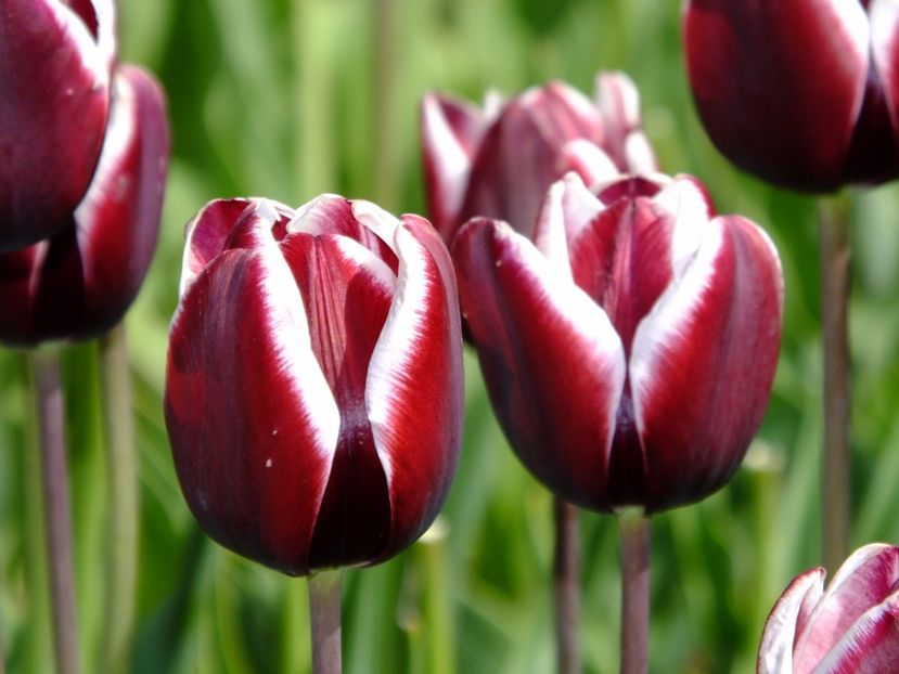  - 2017_04_Aprilie II