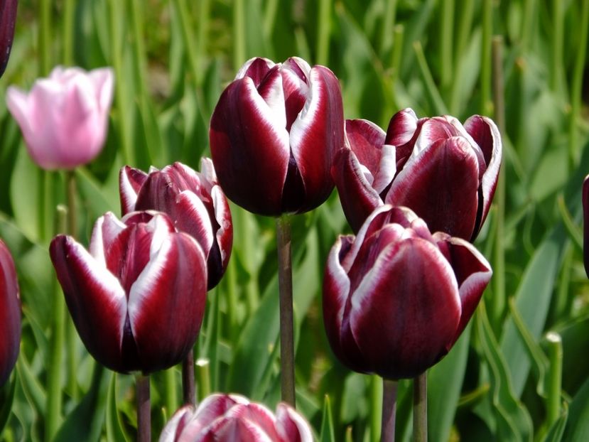  - 2017_04_Aprilie II