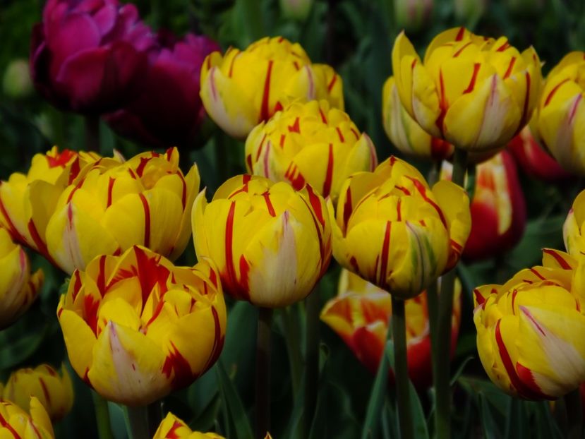  - 2017_04_Aprilie II