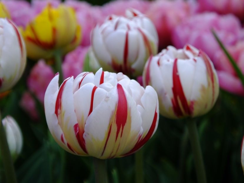  - 2017_04_Aprilie II